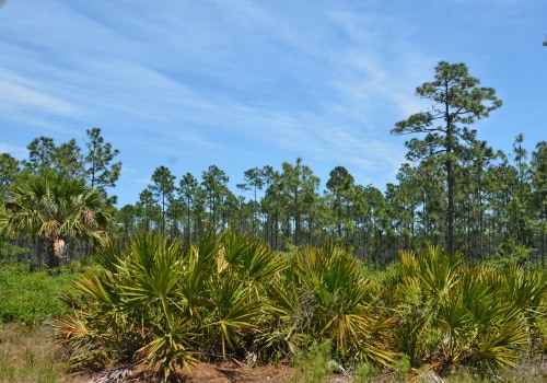 Exploring Parks and Trails in Palm Coast, Florida